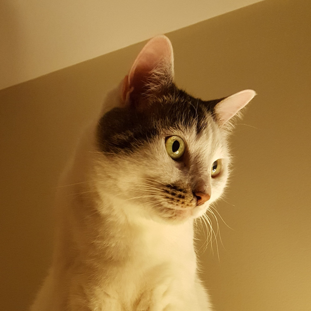 Meet your Posher, Perlumia